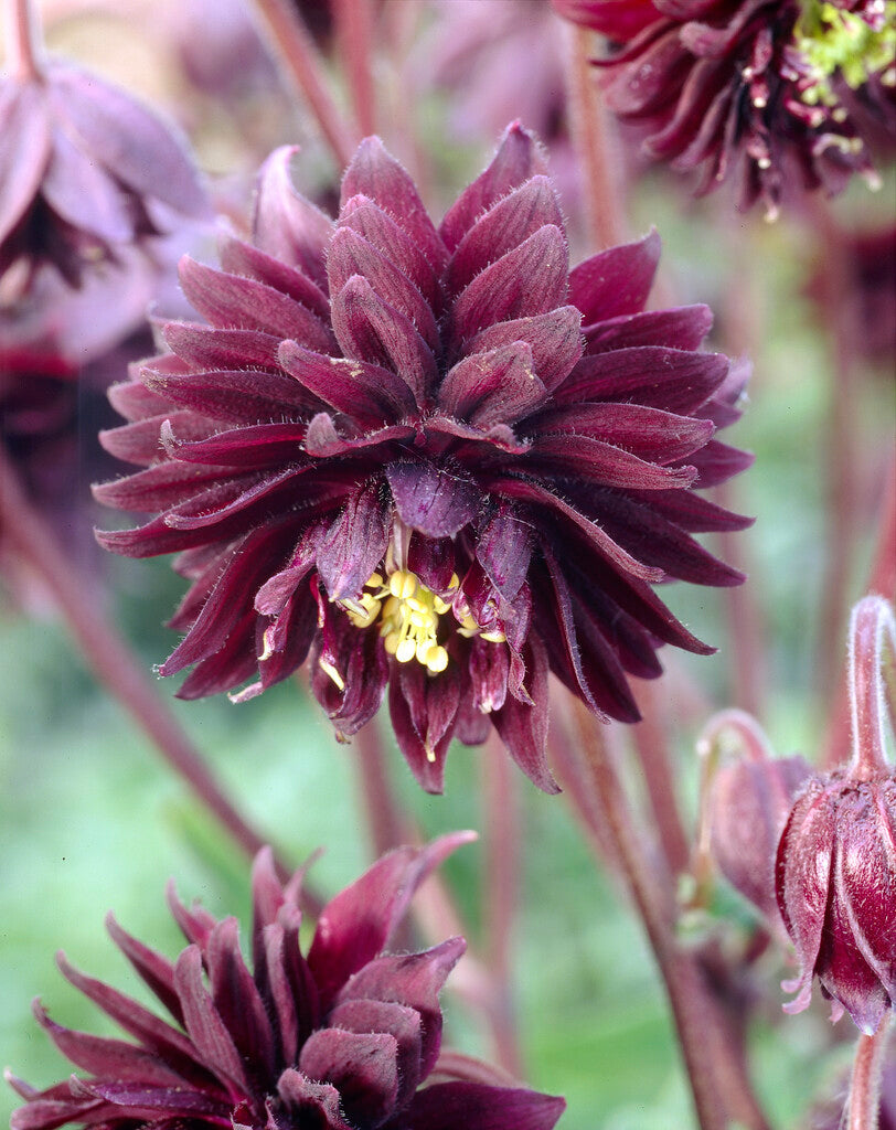 Akleja-Aquilegia Black Barlow 2-pak